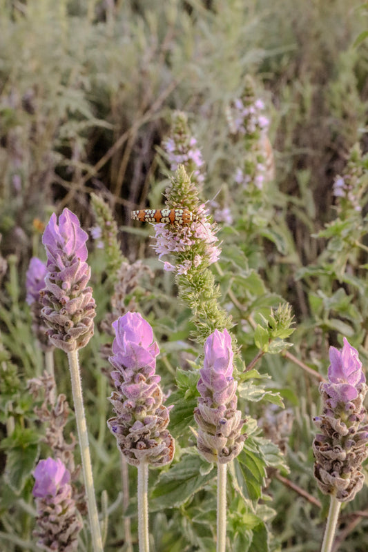 El Arte de la Destilación en Nuestro Rancho Orgánico
